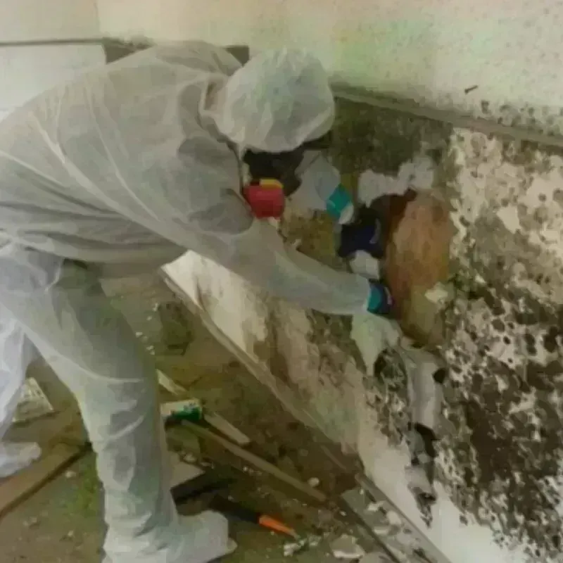 Mold Remediation and Removal in Delaware, OH